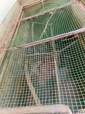 බිම්මල් පැකට් ගහන යන්ත්‍රය