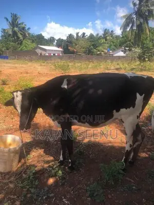 கன்னி பசு