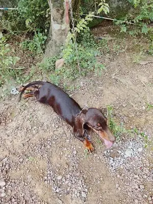 Dachshund Puppy