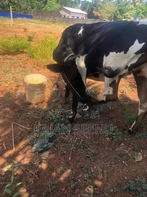 கன்னி பசு