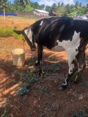 கன்னி பசு