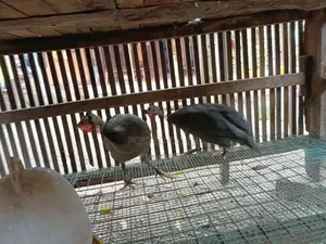 கினி கோழி