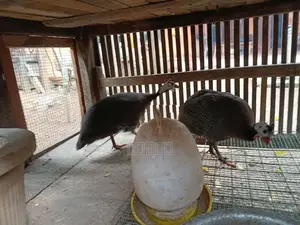கினி கோழி