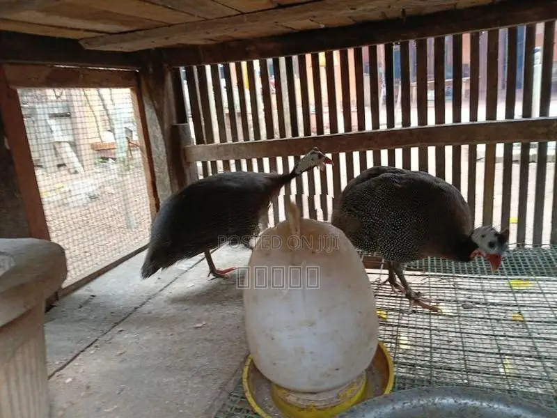 கினி கோழி