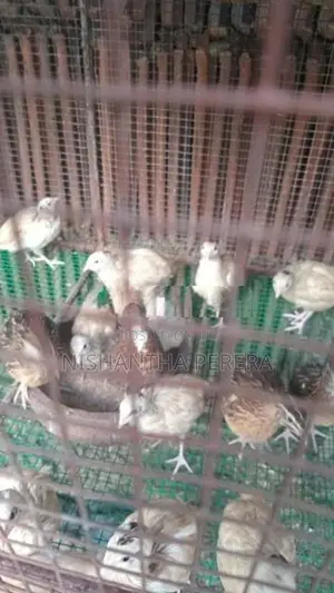 මස්කොයි පාත්තයින්