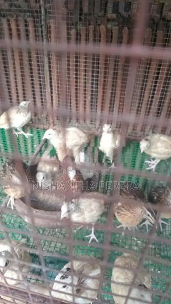 මස්කොයි පාත්තයින්