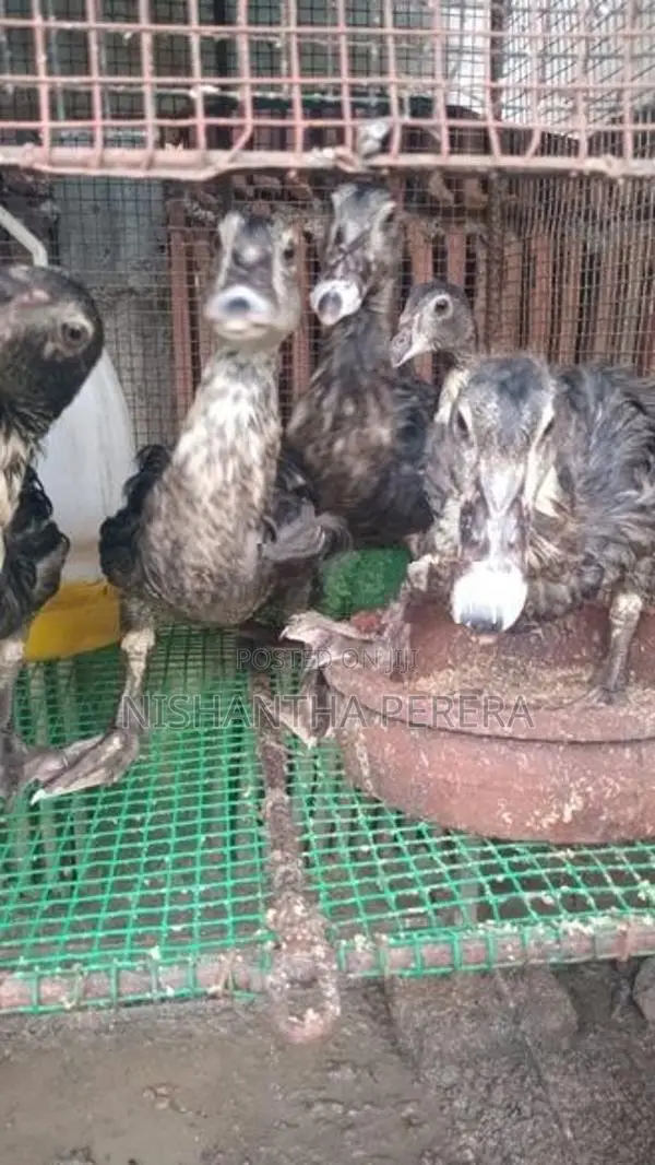 මස්කොයි පාත්තයින්