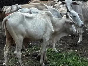 Naanpan Maadu