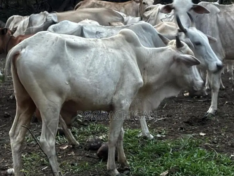 Naanpan Maadu