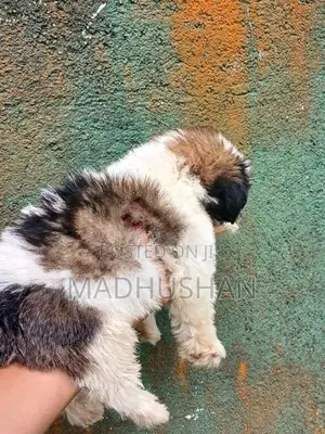 Shihtzu Puppy