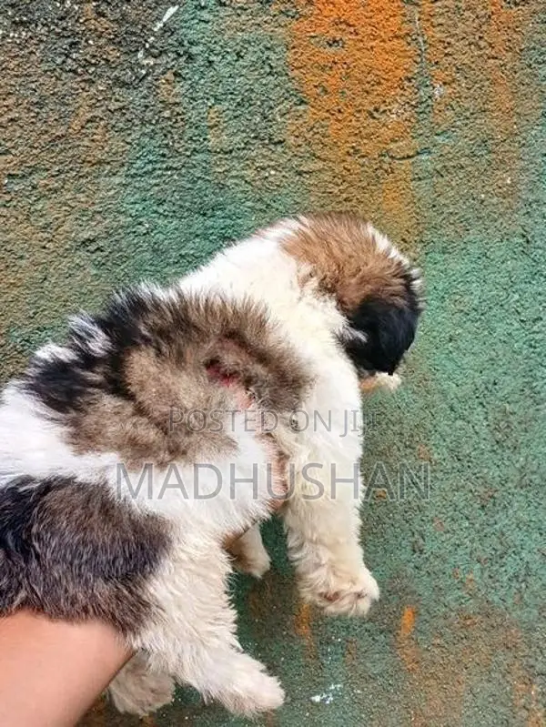 Shihtzu Puppy