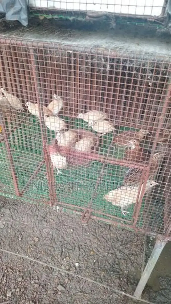 මස්කොයි පාත්තයින්