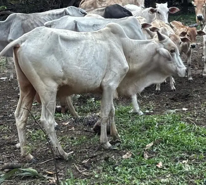 Naanpan Maadu