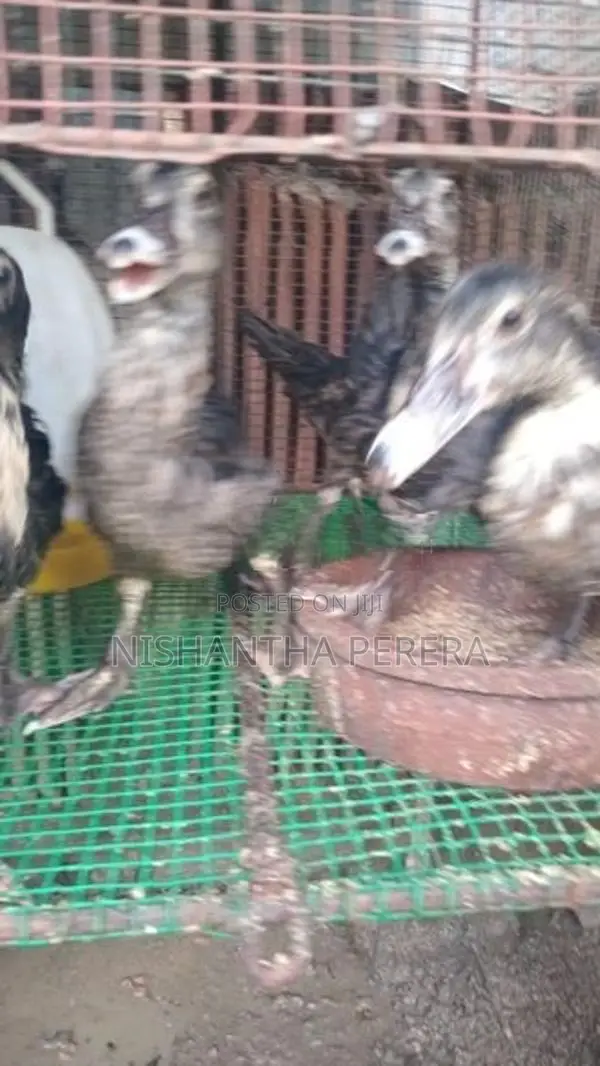 මස්කොයි පාත්තයින්