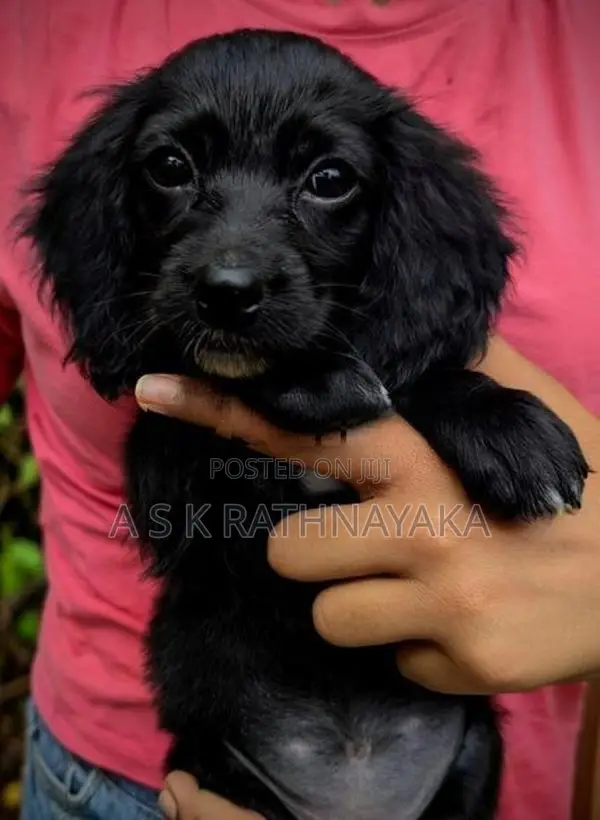 Cocker Spaniel Puppy