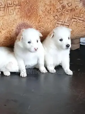 Lion Pomeranian