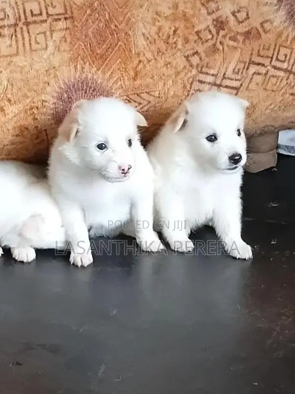 Lion Pomeranian