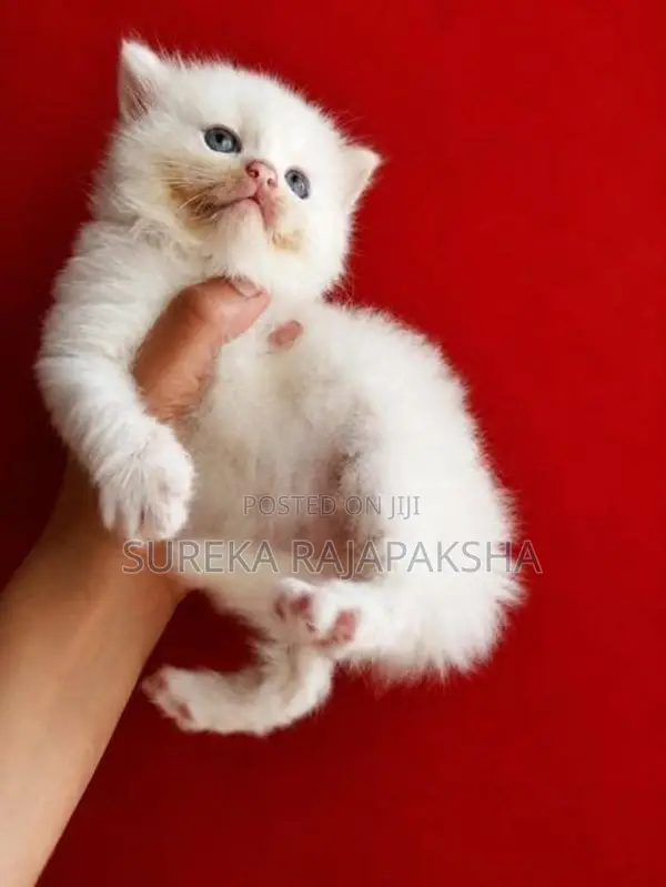 Persian Kittens