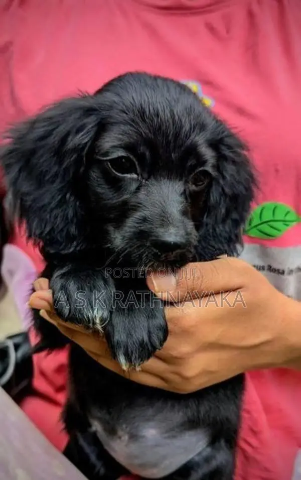 Cocker Spaniel Puppy