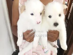 Lion Pomeranian