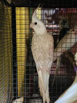 Male Cocktail Bird