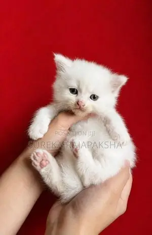 Persian Kittens