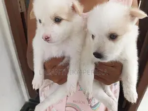 Lion Pomeranian