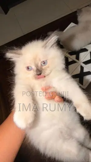 Persian Cats