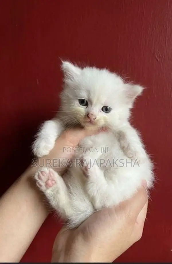 Persian Kittens