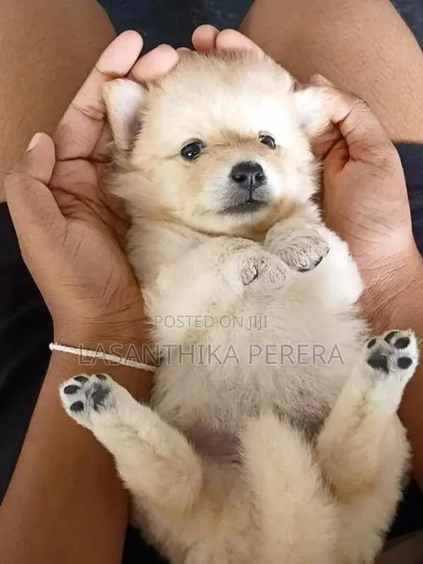 Lion Pomeranian