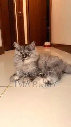 Persian Cats