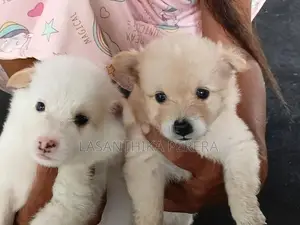 Lion Pomeranian