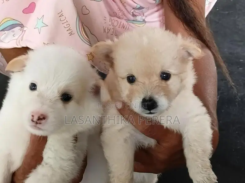 Lion Pomeranian