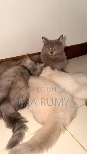 Persian Cats