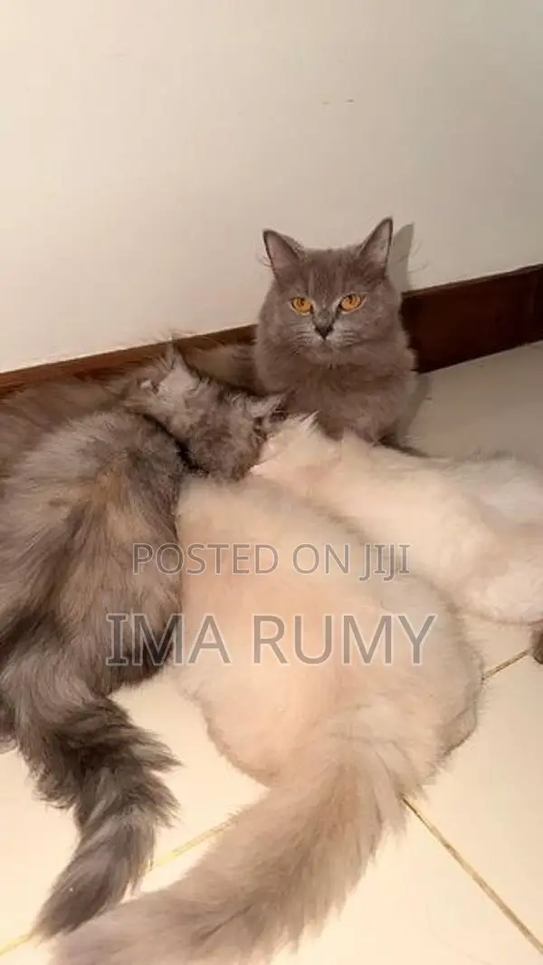 Persian Cats