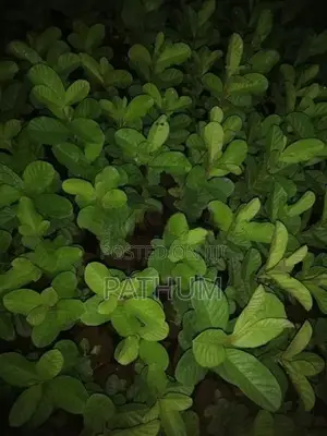 Guava Plants