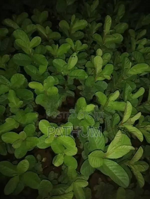 Guava Plants