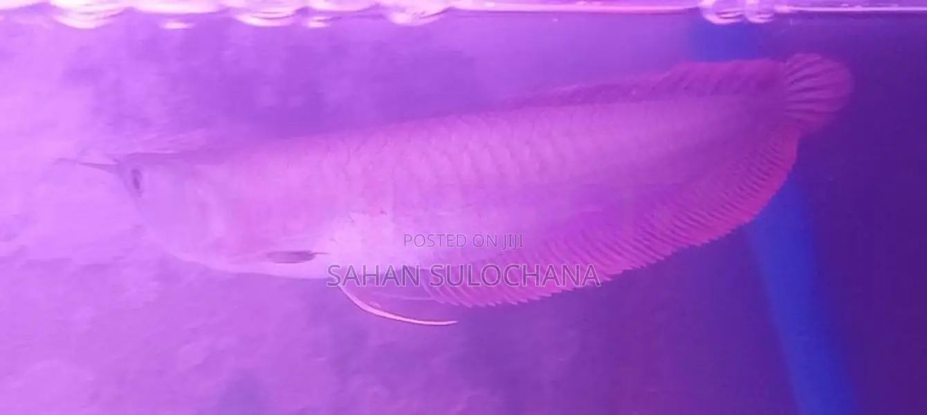 Silver Arowana