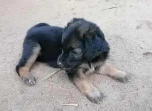 German Shepheard Puppies