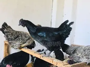 Farm Chickens