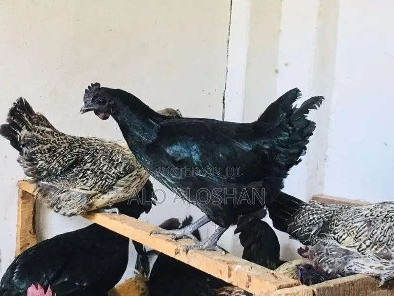 Farm Chickens