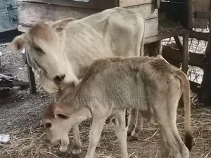 Farm Cow