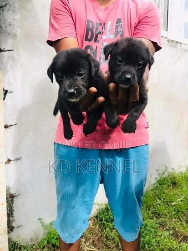 Labrador Puppy