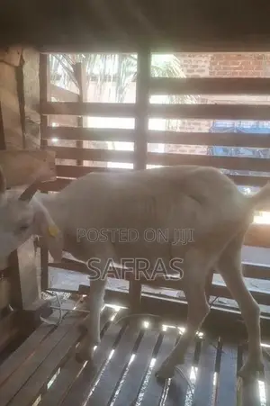 Farm Goat