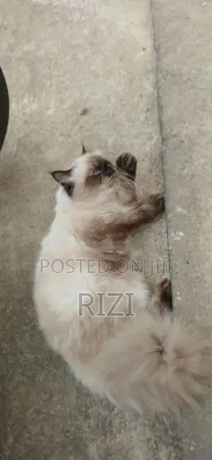 Himalayan Cat