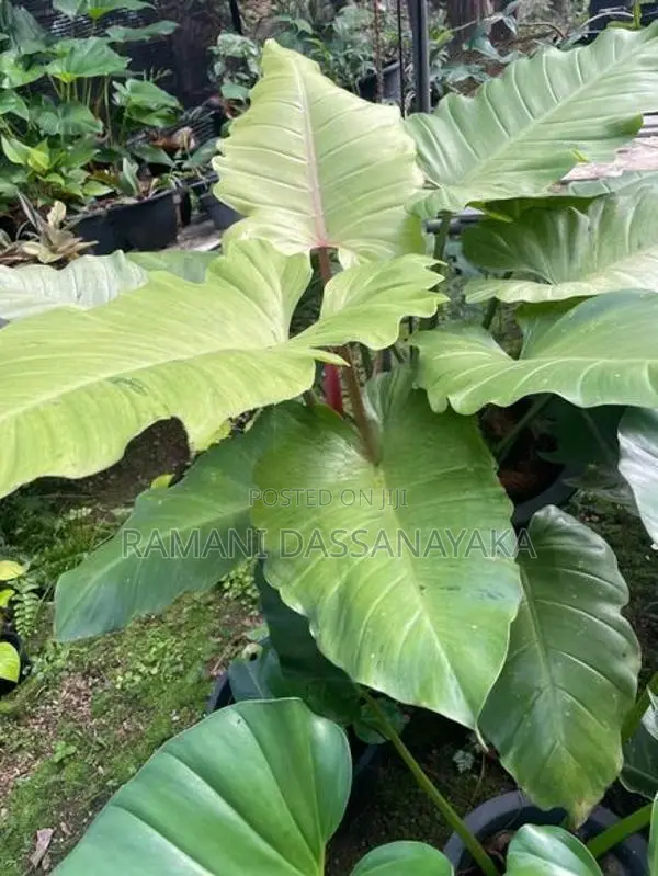 Jungle Fever Plants