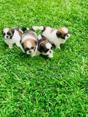 Shih Tzu Puppies