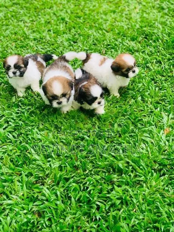 Shih Tzu Puppies