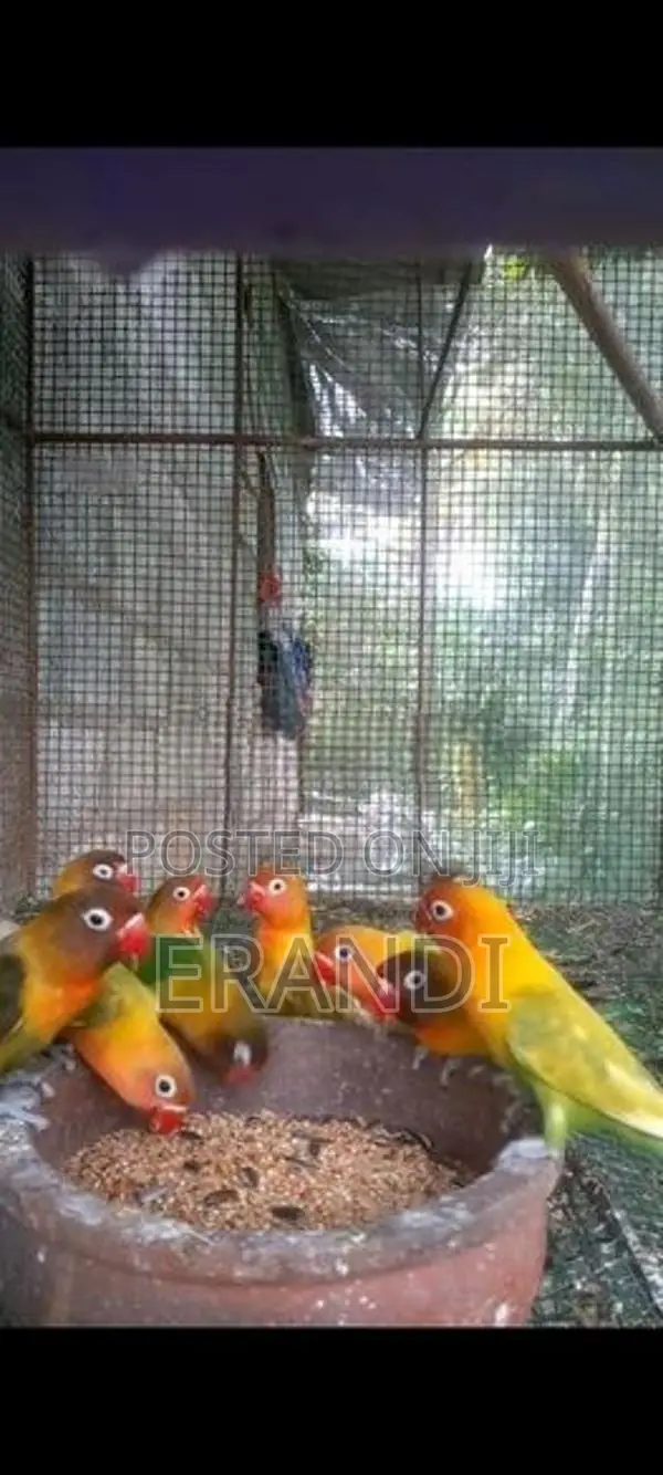 African Love Birds