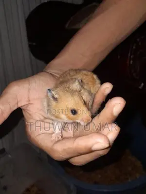 Siriyan Hamster